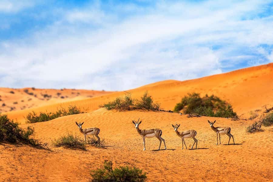 Dubai: Hot Air Balloon with Camel, ATV, & Horse Ride Options - Should you book this hot air balloon tour?