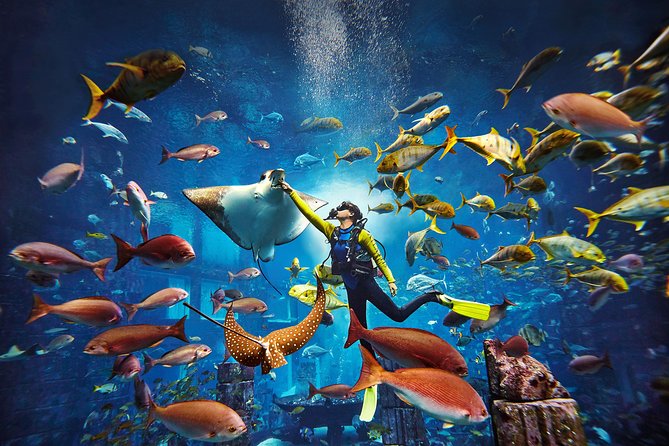 Dubai Lost Chambers Dive Explorer (Certification Required) - The one-tank session in the Ambassador Lagoon