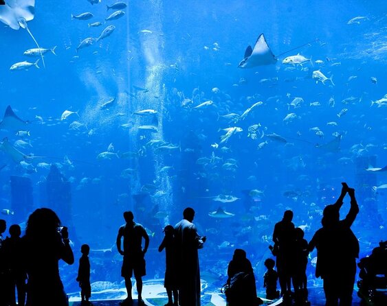 Dubai Lost Chambers Ultimate Snorkel Experience - Key points before you book