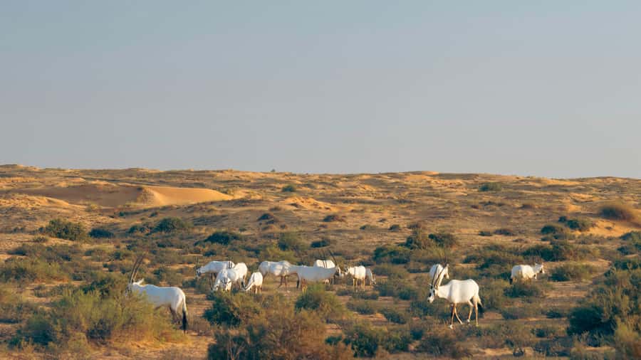 Dubai: Luxury Safari with Michelin-Curated 5-Course Dinner - A camel ride with a traditional touch