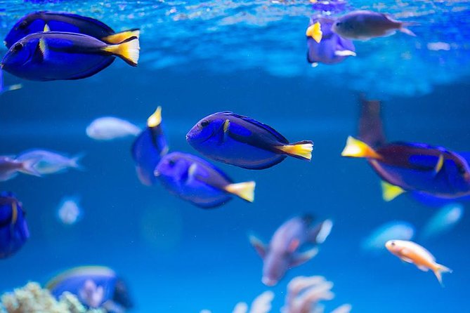 Dubai Mall Aquarium & Underwater Zoo with Penguin Cove Tickets - The main tank is Dubai’s underwater centerpiece