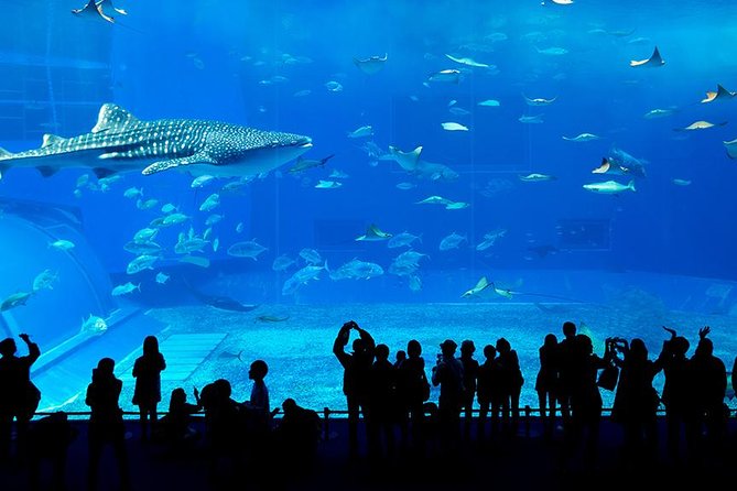 Dubai Mall Aquarium & Underwater Zoo with Penguin Cove Tickets - The Underwater Zoo changes the pace
