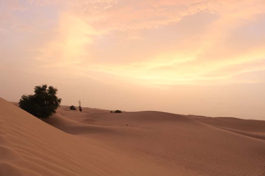 Dubai: Morning Desert Safari with Camel Ride & Sandboarding - Arabic Coffee, Dates, and the Camel Stop