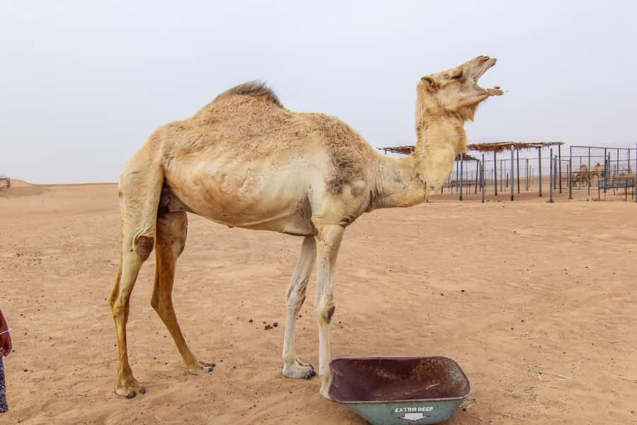 Dubai: Morning Desert Safari with Camel Ride & Sandboarding - What the $50 Price Really Buys