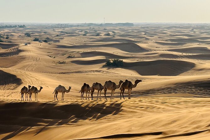 Dubai Morning Evening Desert Safari,Sand boarding and Camel ride - Quad biking adds speed, but check exactly what you are buying