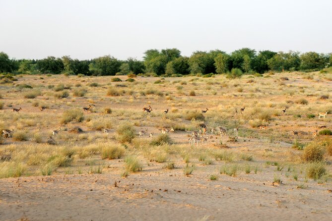 Dubai: Morning Safari by Vintage G Class & Al Marmoom Experience - How the four-hour schedule works
