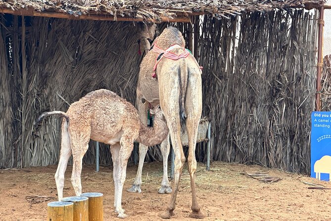 Dubai Old Town Walking Tour with Abra ride, Spice and Gold Souk - Starting in Al Fahidi, where Dubai feels oldest