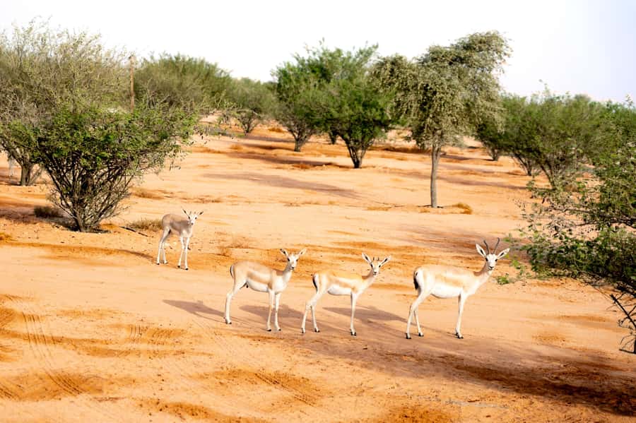 Dubai: Overnight Safari with Luxury Dome Stay & Stargazing - BBQ dinner, shows, and a star-filled sky