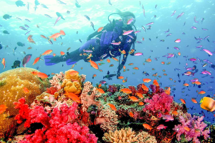 Dubai: PADI Open Water 18-Meter Diving Certification - Five confined-water sessions for a calm start