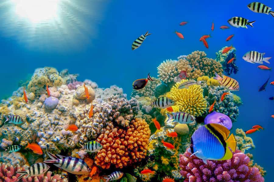 Dubai: PADI Open Water 18-Meter Diving Certification - What the instructors add to the experience