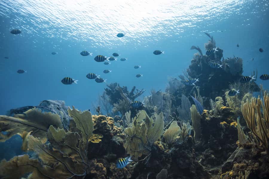 Dubai: PADI Open Water 18-Meter Diving Certification - How the course feels for older beginners