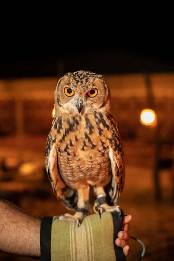 Dubai: Private Night Safari & Astronomy with 3-Course Dinner - My verdict: a thoughtful alternative to a standard safari