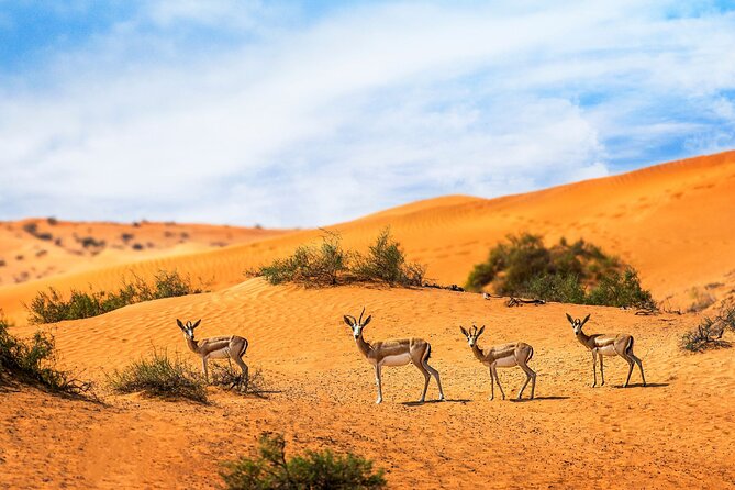 Dubai Private Sunset Desert Drive with Wildlife Experience - Key points to know before booking