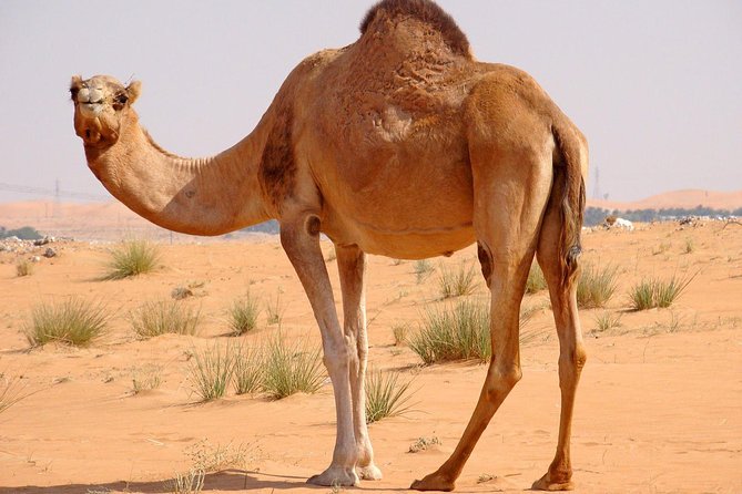 Dubai Red Dunes Desert Safari,ATV Quad Bike Camel Ride&BBQ Dinner - Quad Biking in a Fenced Area