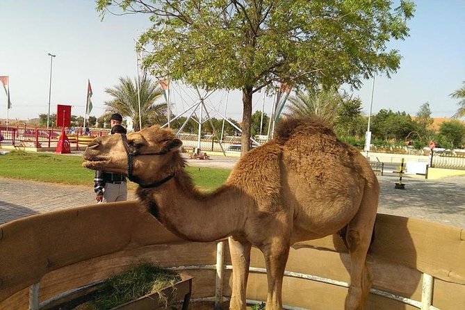 Dubai Red Dunes Desert Safari,ATV Quad Bike Camel Ride&BBQ Dinner - Sandboarding and the Sunset Stop