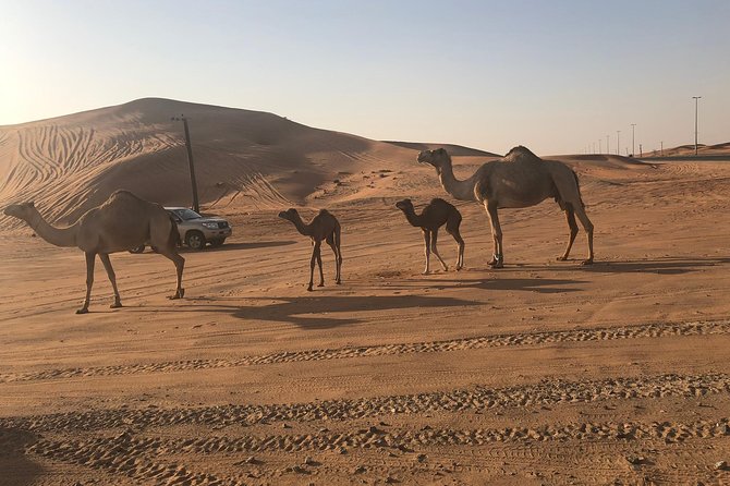 Dubai Red Dunes Desert Safari : Sandboarding, BBQ & Live Shows - Dune bashing and sandboarding at Lahbab