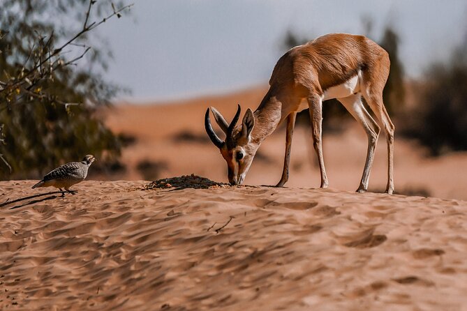 Dubai Red Dunes Safari: Dune Bashing, Camel Ride & Breakfast - What the $81 price really covers