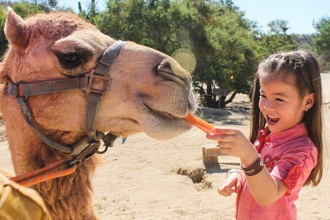 Dubai Royal Camel Race with Prime Seats & Short Camel Ride - A quick look at Dubai’s camel-racing culture