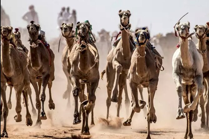 Dubai Royal Camel Race with Prime Seats & Short Camel Ride - Touring the farm and meeting the camels