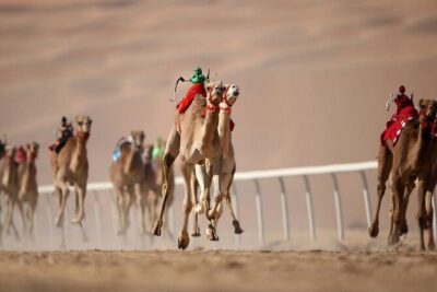 Dubai Royal Camel Race with Prime Seats & Short Camel Ride