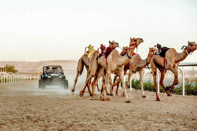Dubai Royal Camel Race with Prime Seats & Short Camel Ride - Guides, language, and the pace of the visit