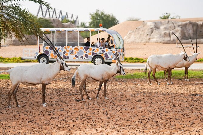 Dubai Safari Park - When to Visit