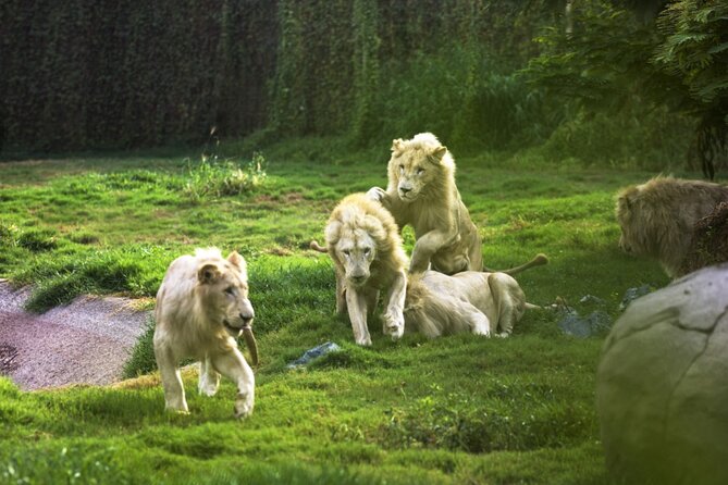 Dubai Safari Park With Transfer - Dubai Safari Park at a glance