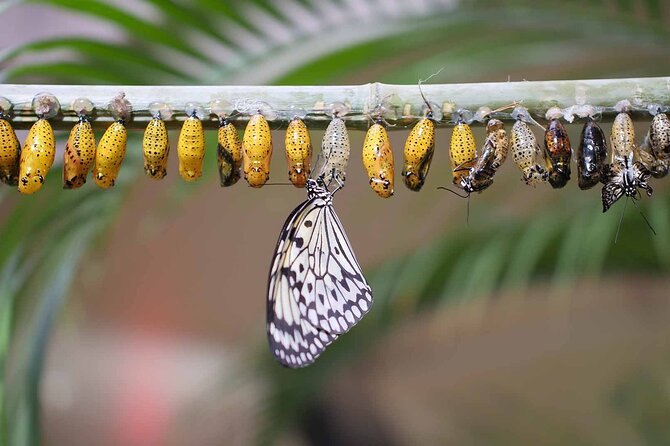Dubai: Skip-The-Line Ticket to Butterfly Garden - A Practical Stop for Families