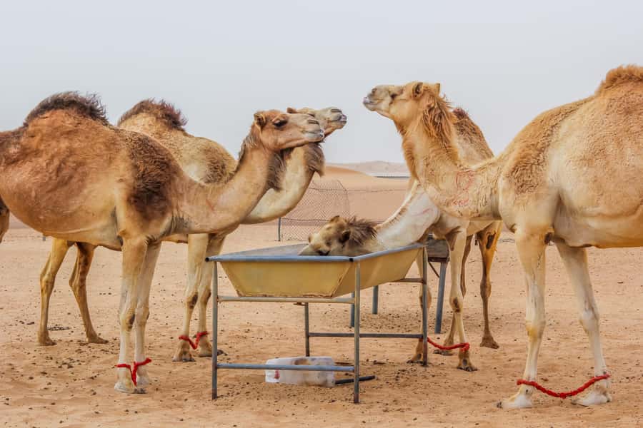 Dubai Sunrise Desert Camel Trek with Breakfast - Sunrise photos without a complicated camera setup