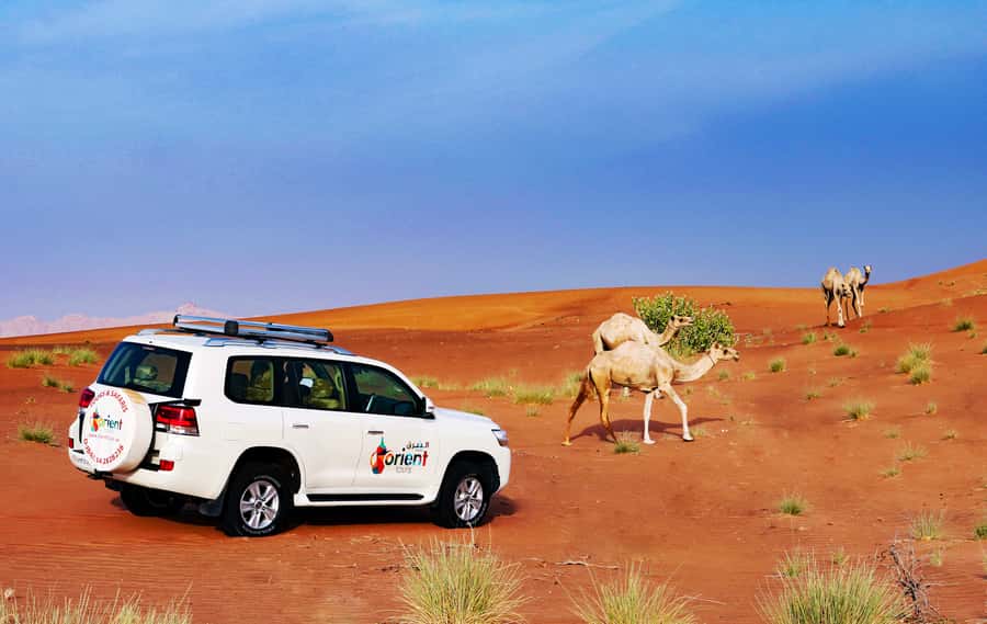 Dubai Sunrise Desert Camel Trek with Breakfast - My take: a good fit for a focused desert morning