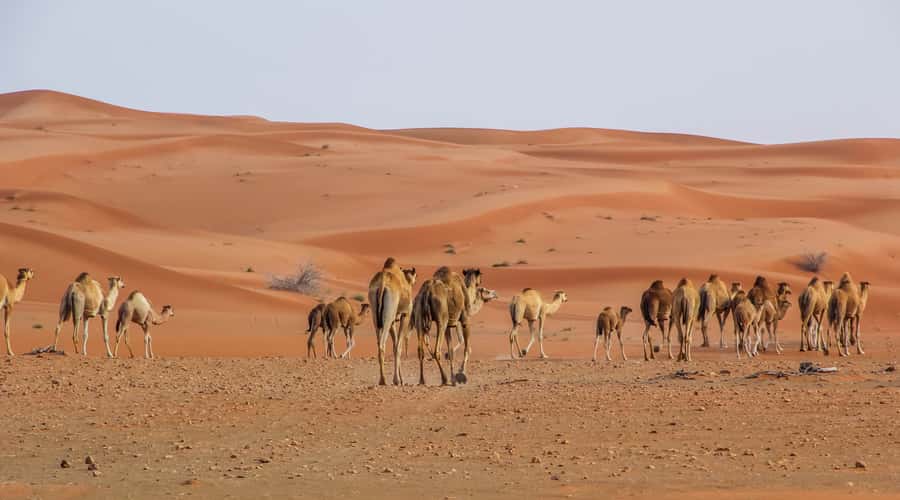 Dubai Sunrise Desert Camel Trek with Breakfast - The camel ride through Lahbab Desert