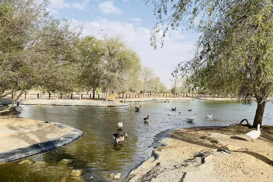 Dubai: Sunrise Desert Jeep Safari with Wildlife Experience - Breakfast beside Al Qudra Lake