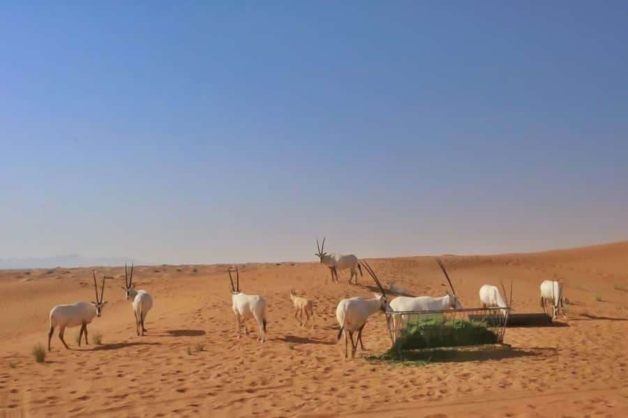 Dubai: Sunrise Desert Jeep Safari with Wildlife Experience - How the $51 price works for you