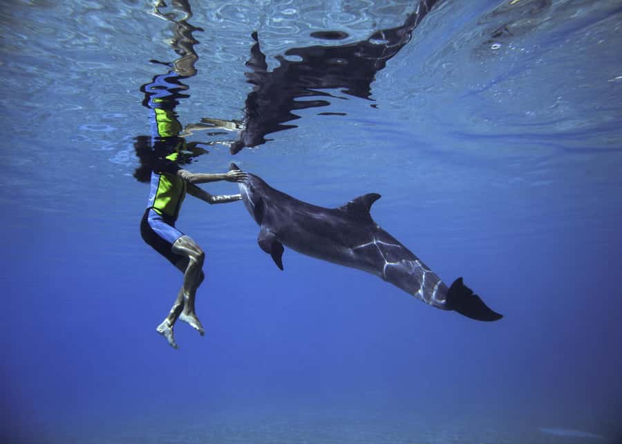 Dubai: Swim with Dolphins at Atlantis Waterpark - What 30 Minutes in the Water Really Means