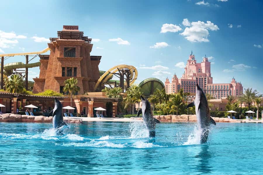 Dubai: Swim with Dolphins at Atlantis Waterpark - Why the Small Group Matters