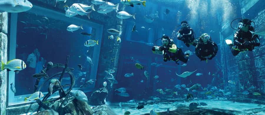 Dubai: The Lost Chambers Aquarium Atlantis Diving Experience - Explorer Dive for certified divers