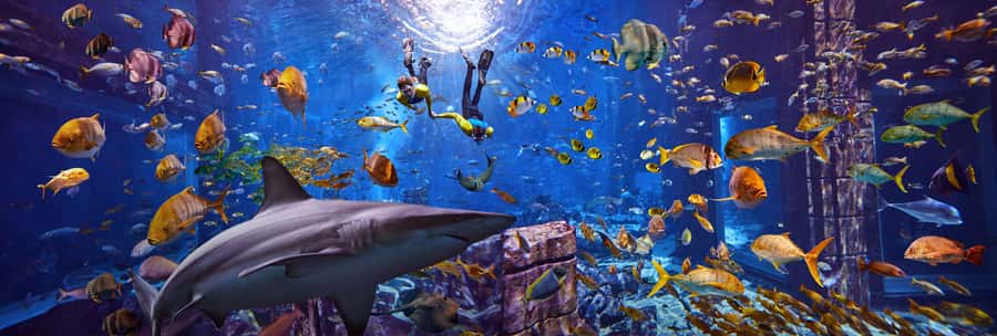 Dubai: The Lost Chambers Aquarium Snorkeling Experience - Entering The Lost Chambers Aquarium