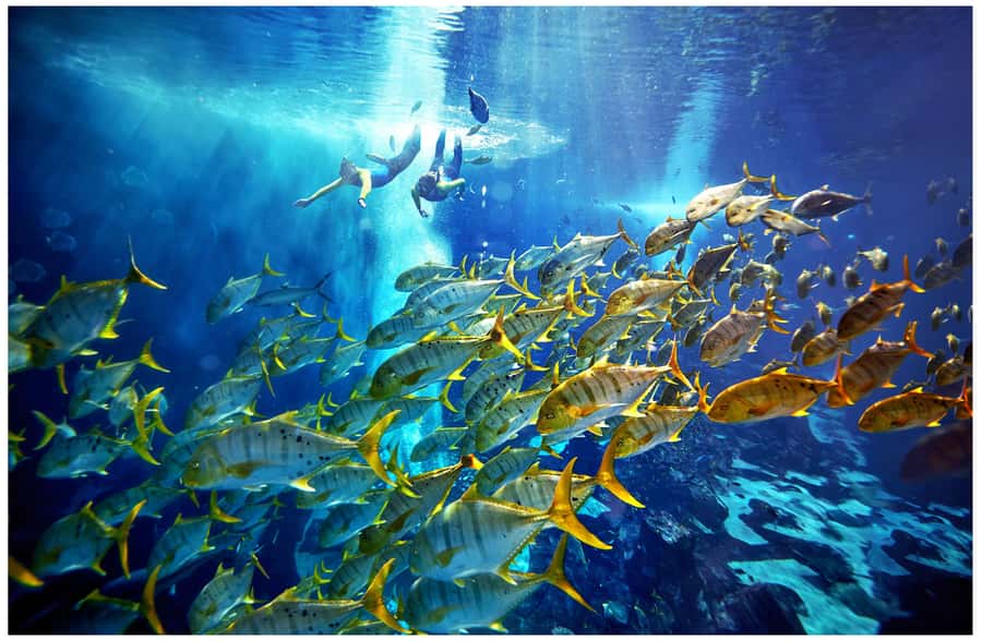 Dubai: The Lost Chambers Aquarium Snorkeling Experience - Floating above 65,000 marine animals