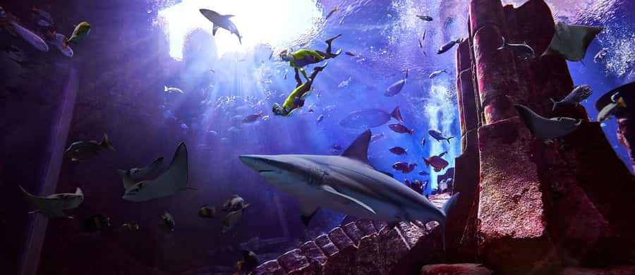 Dubai: The Lost Chambers Aquarium Snorkeling Experience - Getting ready with the included equipment