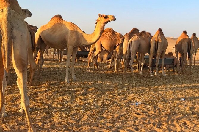 Evening Desert Safari Abu Dhabi with Hot BBQ Dinner - Sandboarding, henna, and traditional photo stops