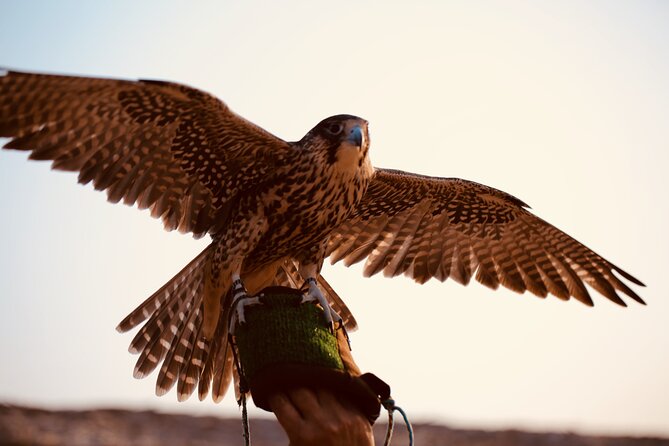 Evening Desert Safari Abu Dhabi with Hot BBQ Dinner - What to expect from the hot BBQ dinner