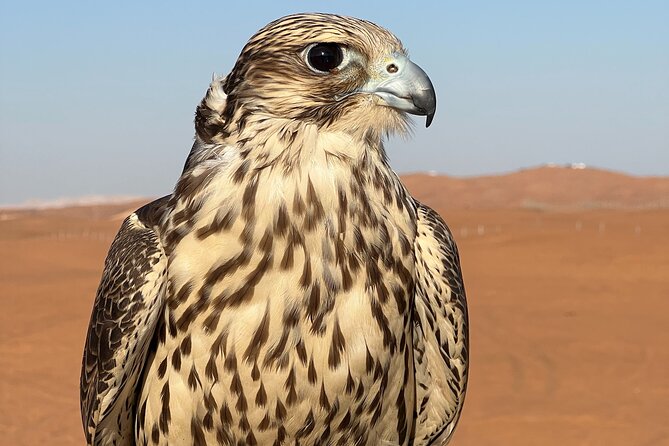Evening Desert Safari Camel Ride Dinner Live Shows in Abu Dhabi - Practical advice for a smoother evening