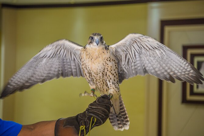 Falcon Hospital Tour Abu Dhabi - What falcon treatment looks like