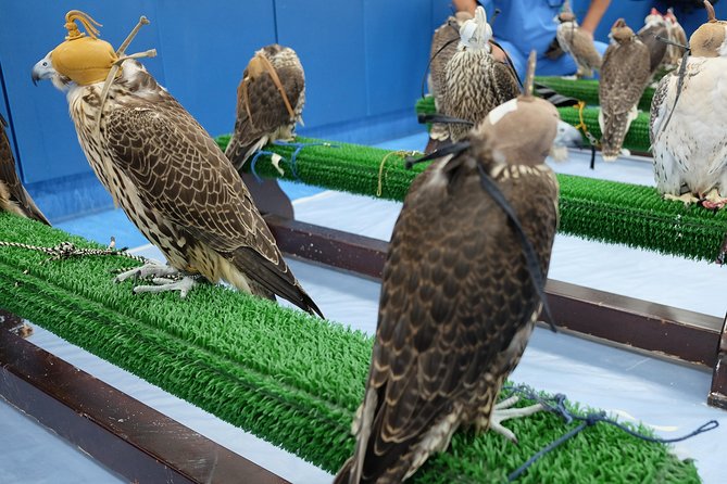 Falcon Hospital Tour Abu Dhabi - Meeting the falcons up close