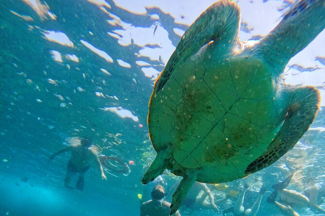From Abu Dhabi: Snorkeling with Turtles in Fujairah with BBQ - The three-hour journey from Abu Dhabi