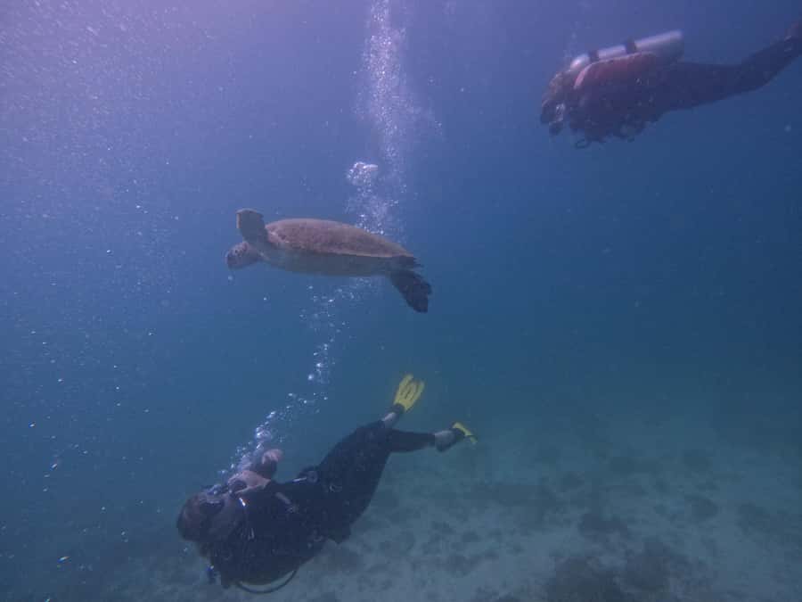 From Dubai: 2 Dives for Certified Divers with BBQ & Transfer - Two hours beneath Fujairah’s East Coast