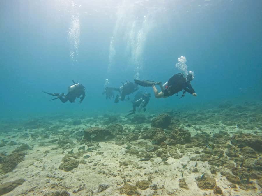 From Dubai: 2 Dives for Certified Divers with BBQ & Transfer - What $160 gets you