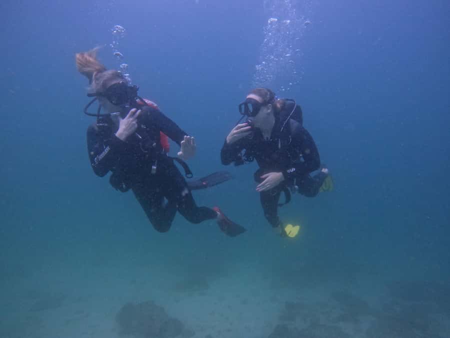 From Dubai: 2 Dives for Certified Divers with BBQ & Transfer - What the guides add underwater
