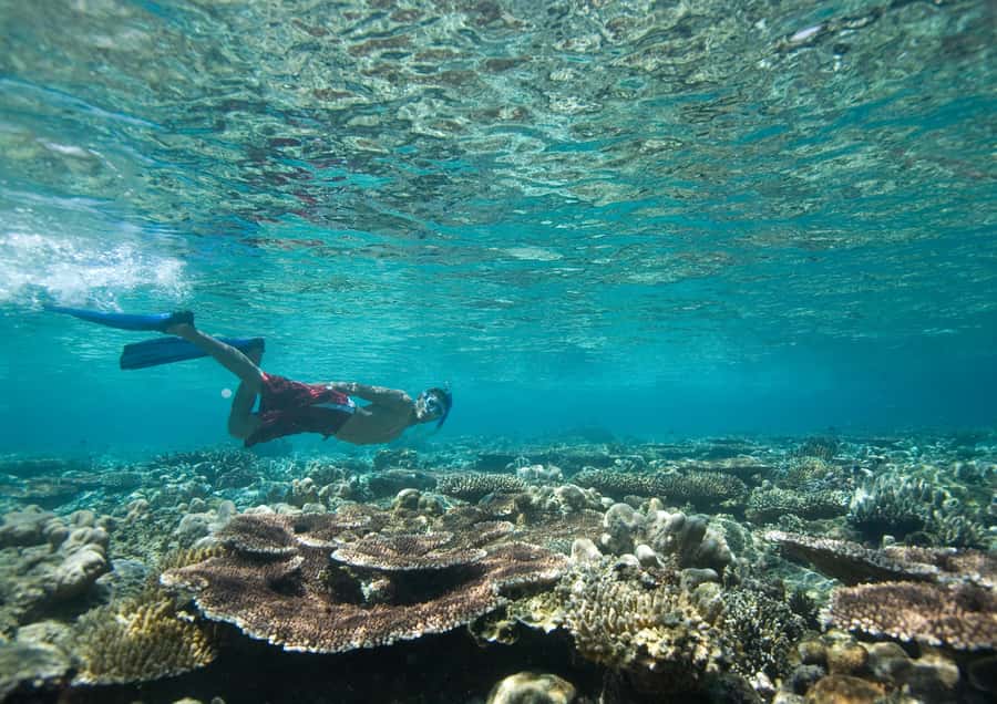 From Dubai: Discovery Scuba Diving & Snorkeling In Fujairah - Key points at a glance