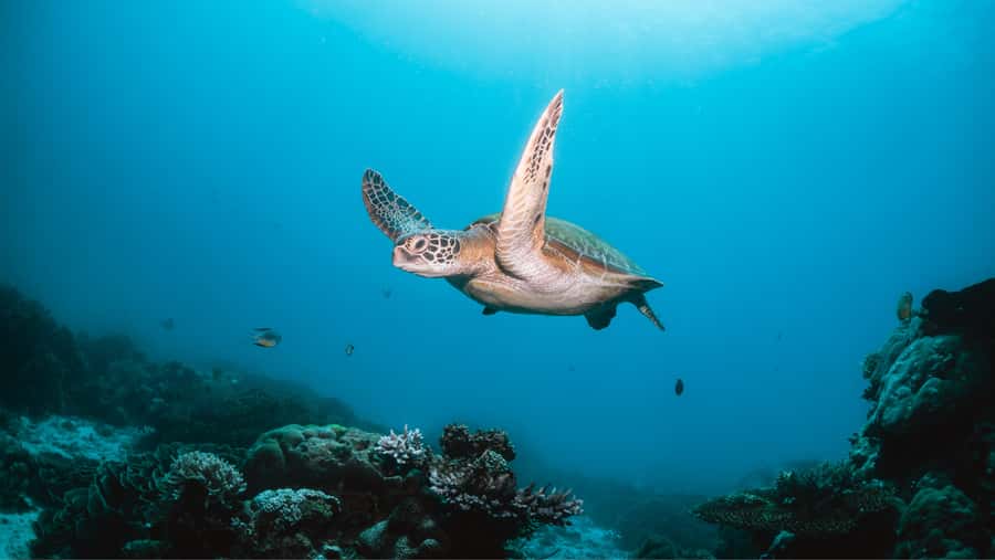 From Dubai: Discovery Scuba Diving & Snorkeling In Fujairah - Why this Fujairah outing works for first-time scuba